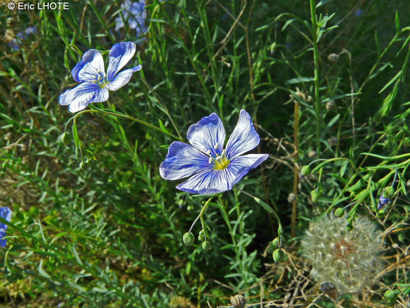  - Linum tenuifolium - 