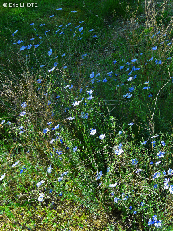  - Linum tenuifolium - 