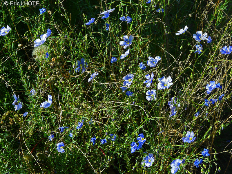 Linaceae - Linum tenuifolium - Lin &agrave; feuilles &eacute;troites