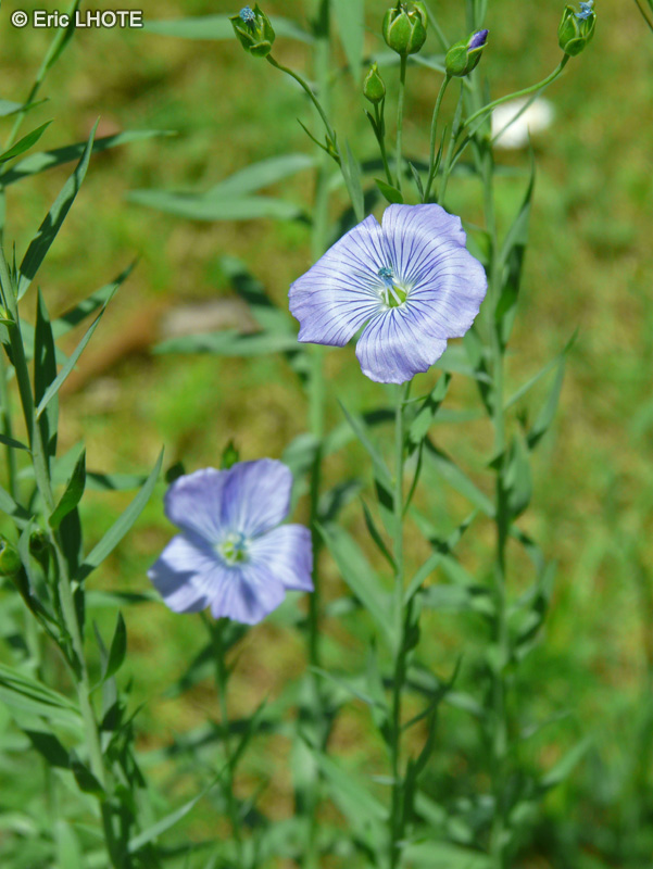  - Linum usitatissimum - 