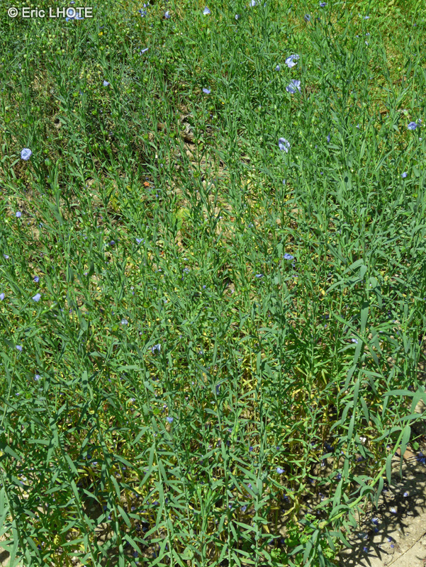 Linaceae - Linum usitatissimum - Lin cultiv&eacute;