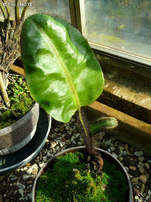  - Elaphoglossum crinitum - 