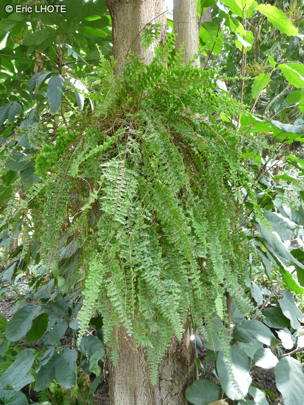  - Nephrolepis exalta Bostoniensis - 