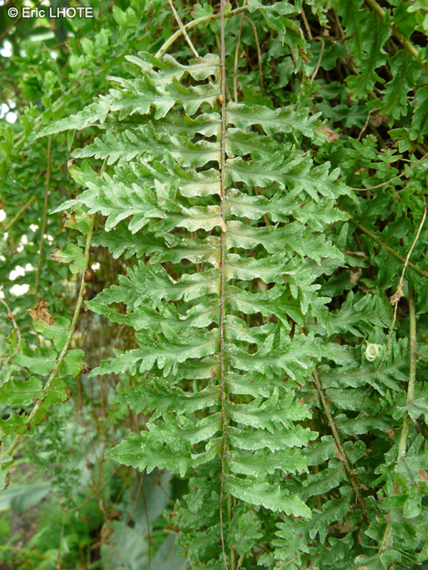  - Nephrolepis exalta Bostoniensis - 