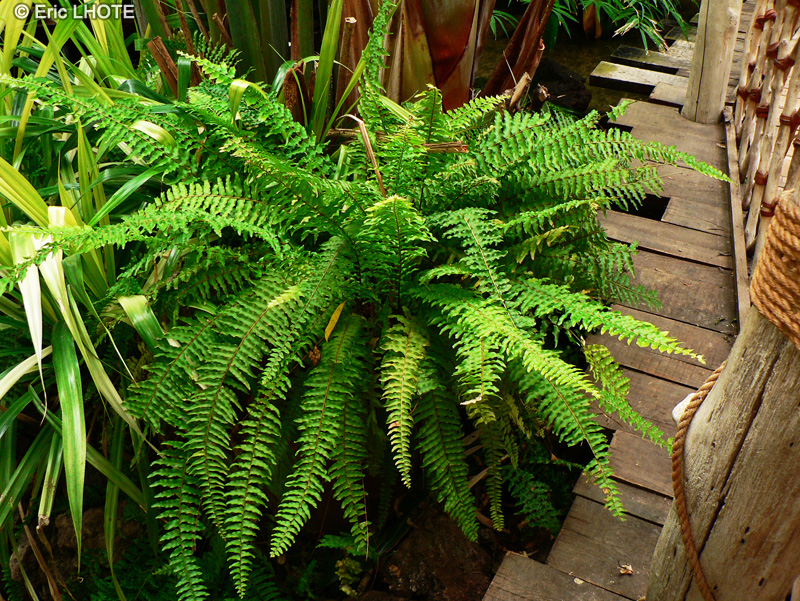 Lomariopsidaceae - Nephrolepis exalta Bostoniensis - Fougère de Boston