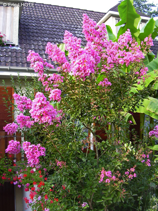  - Lagerstroemia indica - 