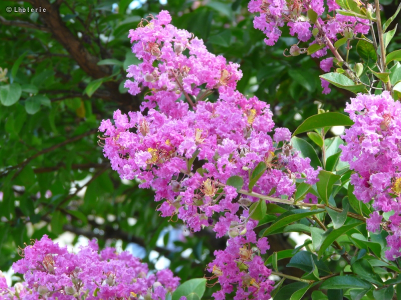  - Lagerstroemia indica - 