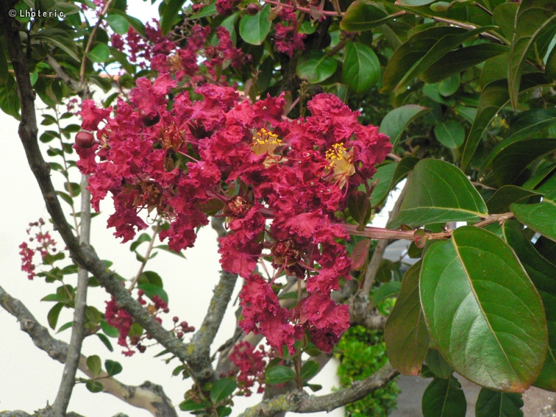  - Lagerstroemia indica - 
