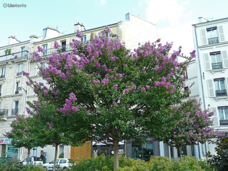  - Lagerstroemia indica - 