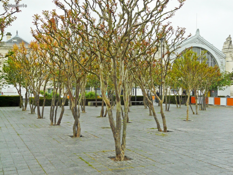  - Lagerstroemia indica - 