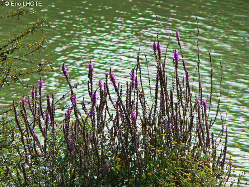  - Lythrum salicaria - 