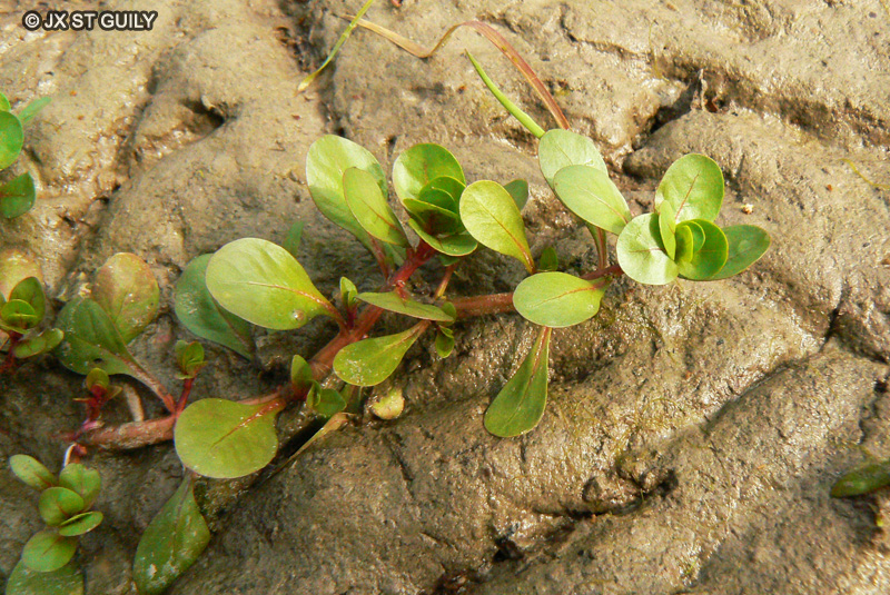 Lythraceae - Peplis portula - P&eacute;plide, Peplis pourpier, Pourpier des marais