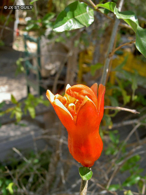  - Punica granatum - 