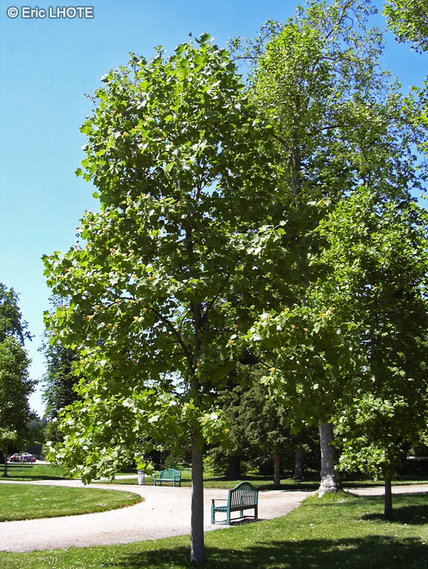  - Liriodendron tulipifera - 