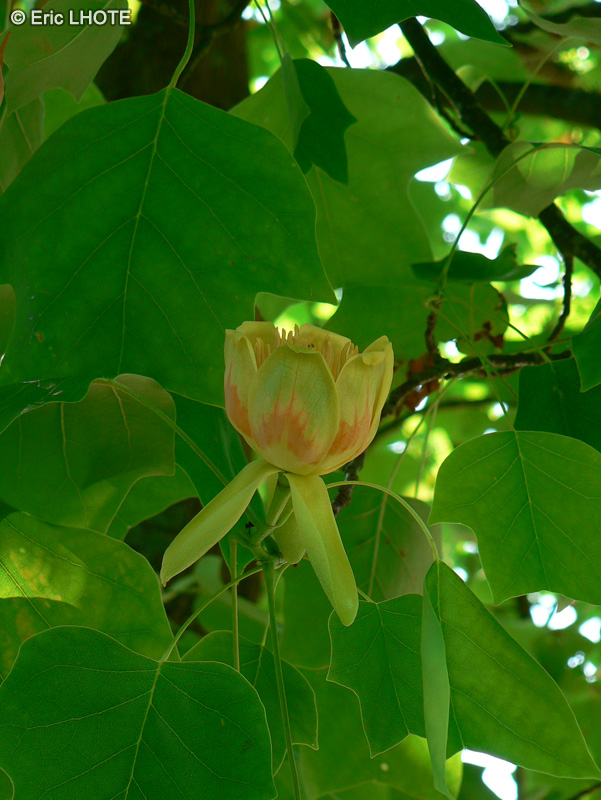  - Liriodendron tulipifera - 