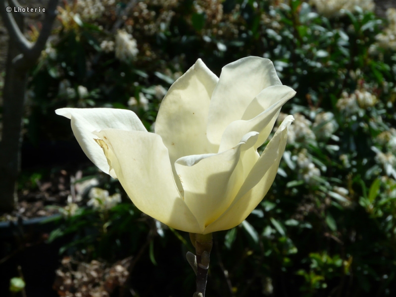 Magnoliaceae - Magnolia Elisabeth - Magnolia