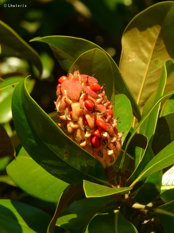  - Magnolia grandiflora - 