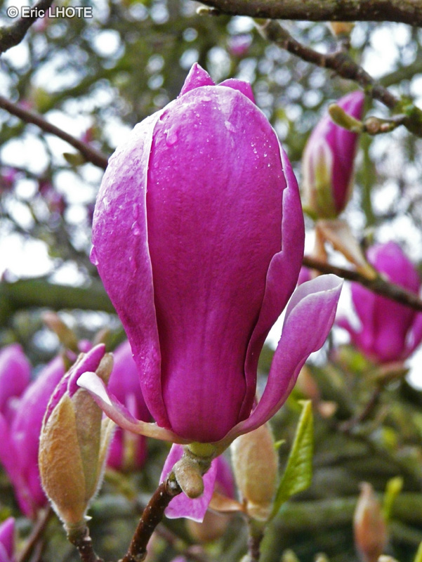 Magnoliaceae - Magnolia liliiflora - Magnolia &agrave; fleurs de Lis