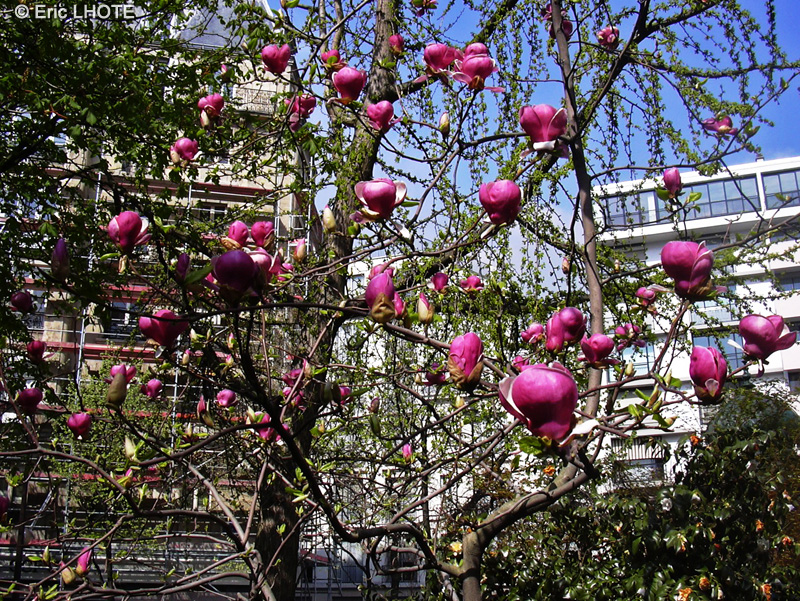 Magnoliaceae - Magnolia soulangeana Lennei - Magnolia de Soulange