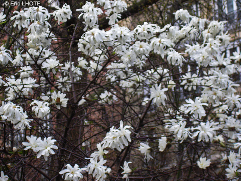  - Magnolia stellata - 