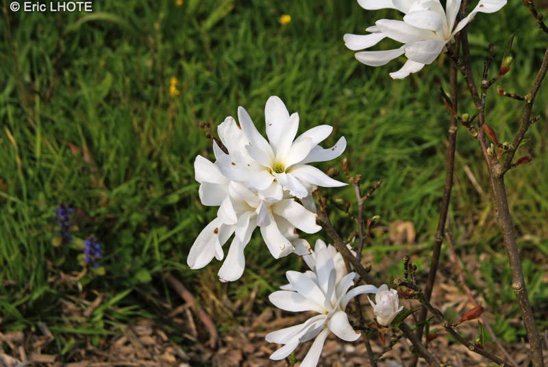  - Magnolia stellata - 
