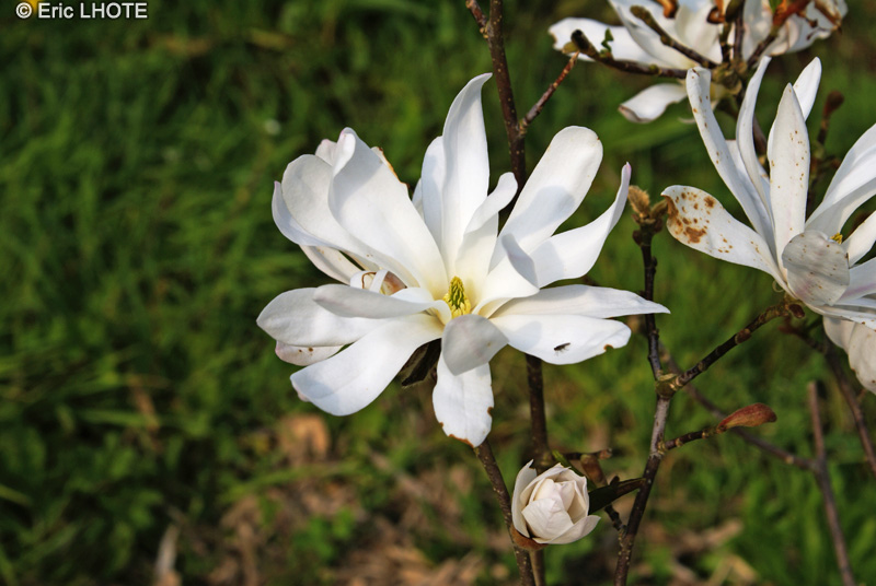 Magnoliaceae - Magnolia stellata - Magnolia étoilé
