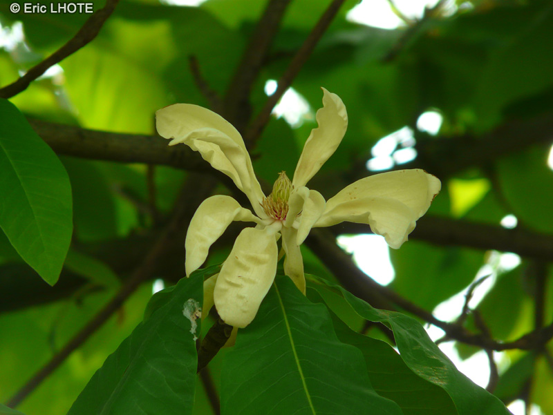  - Magnolia tripetala - 