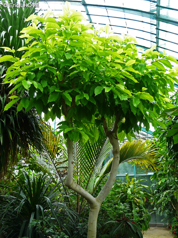 Magnoliaceae - Michelia alba - Michélie