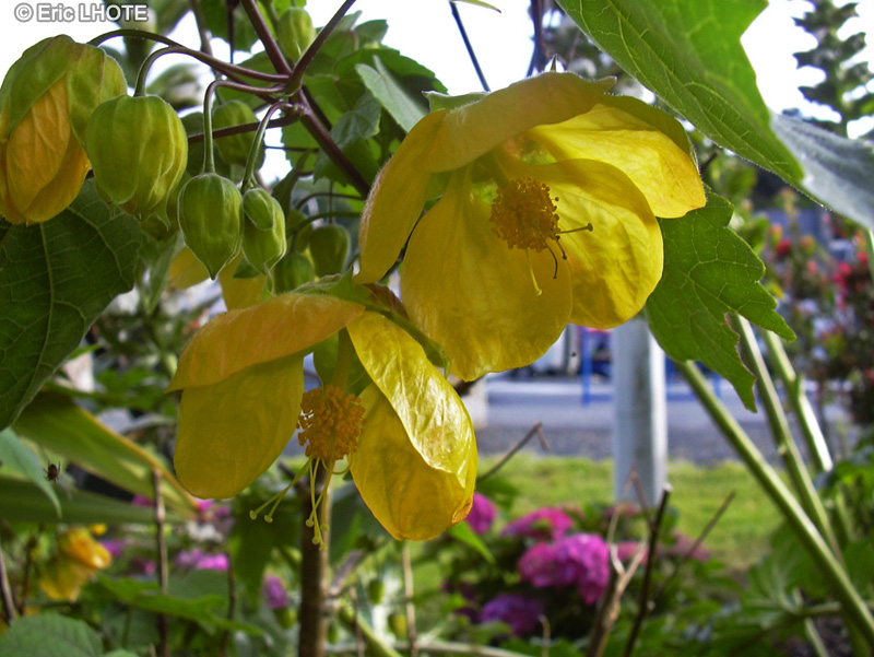 Malvaceae - Abutilon Canary Bird - Abutilon, Erable d’appartement