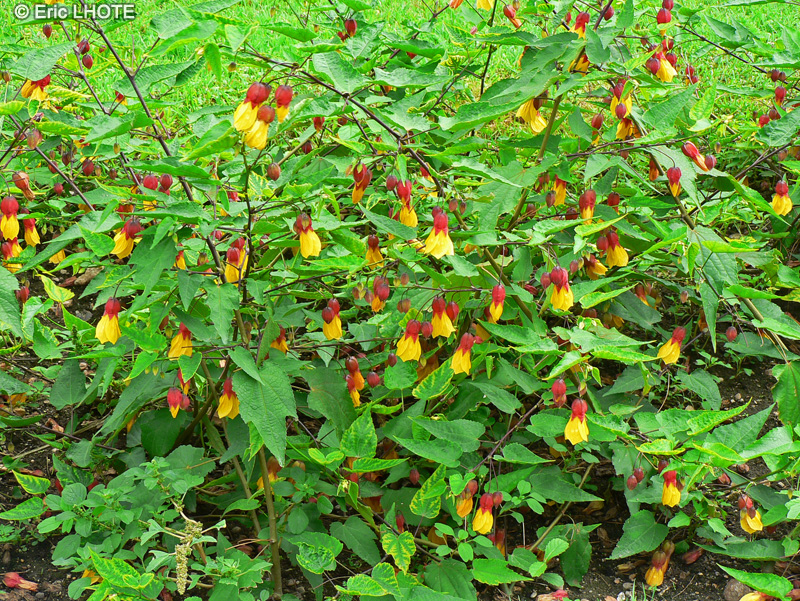 Malvaceae - Abutilon Kaetish Bell - Abutilon, Erable d’appartement