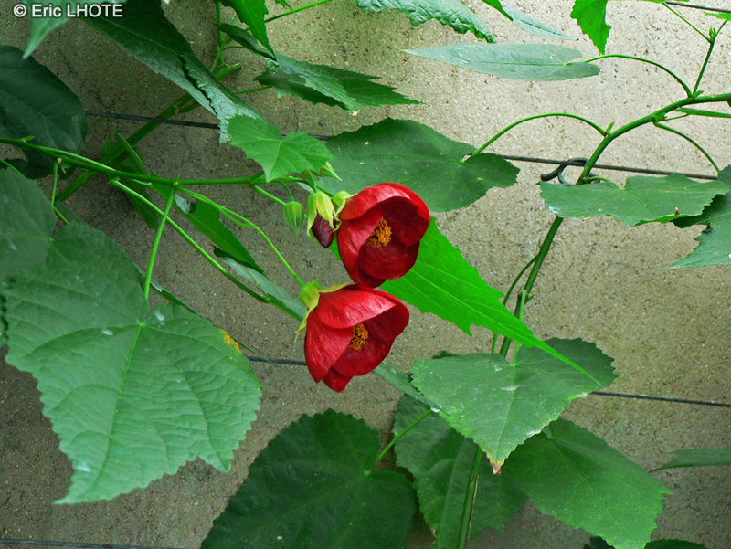 Malvaceae - Abutilon Nabob - Abutilon, Erable d’appartement