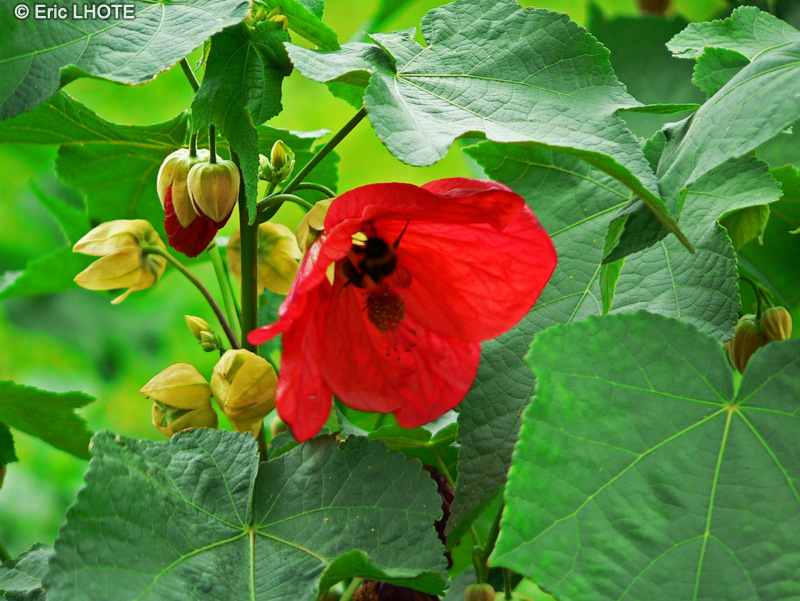  - Abutilon Orange Red - 