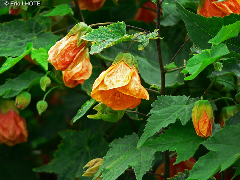 Malvaceae - Abutilon Orange Red - Abutilon, Erable d&rsquo;appartement
