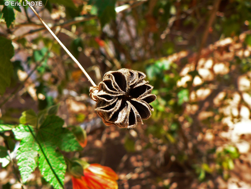  - Abutilon striatum - 