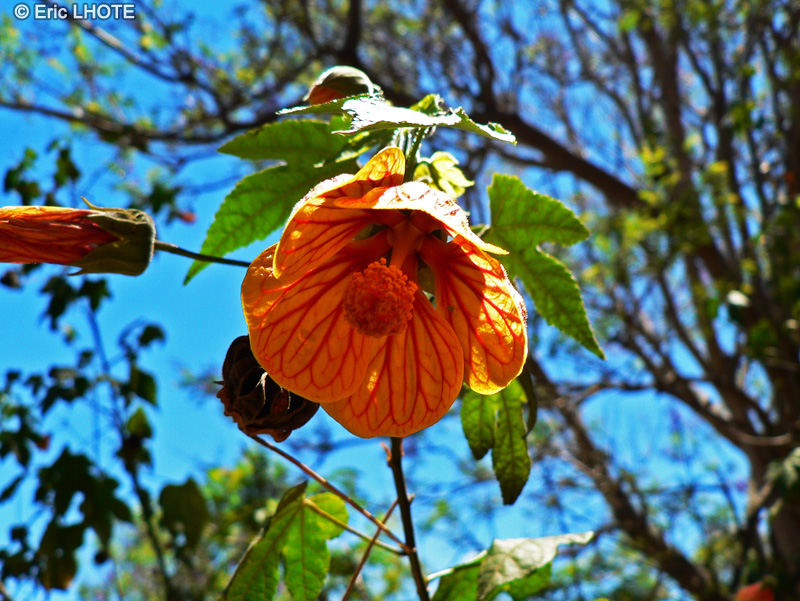 Malvaceae - Abutilon striatum - Abutilon, Erable d’appartement