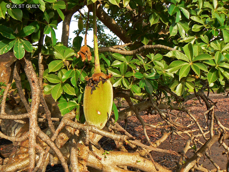  - Adansonia digitata - 