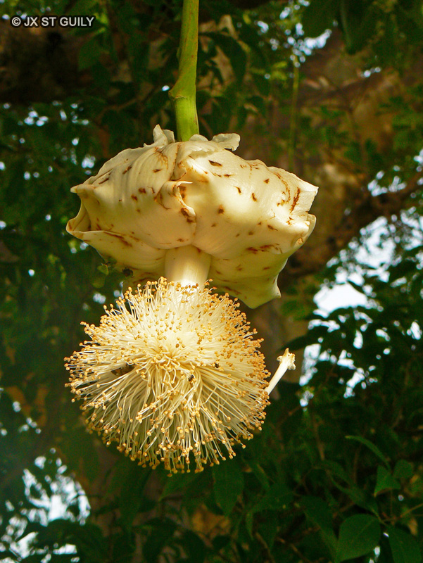  - Adansonia digitata - 