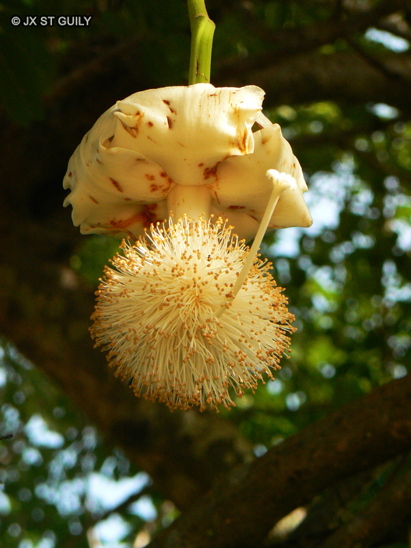  - Adansonia digitata - 