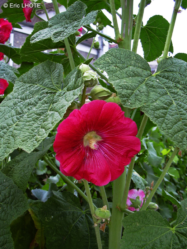  - Alcea rosea - 