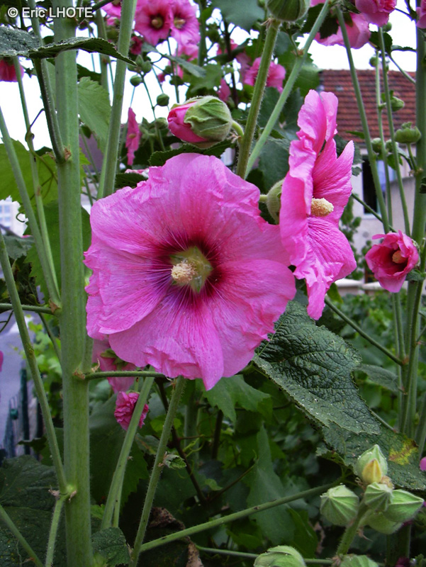  - Alcea rosea - 