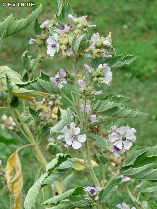  - Althaea officinalis - 