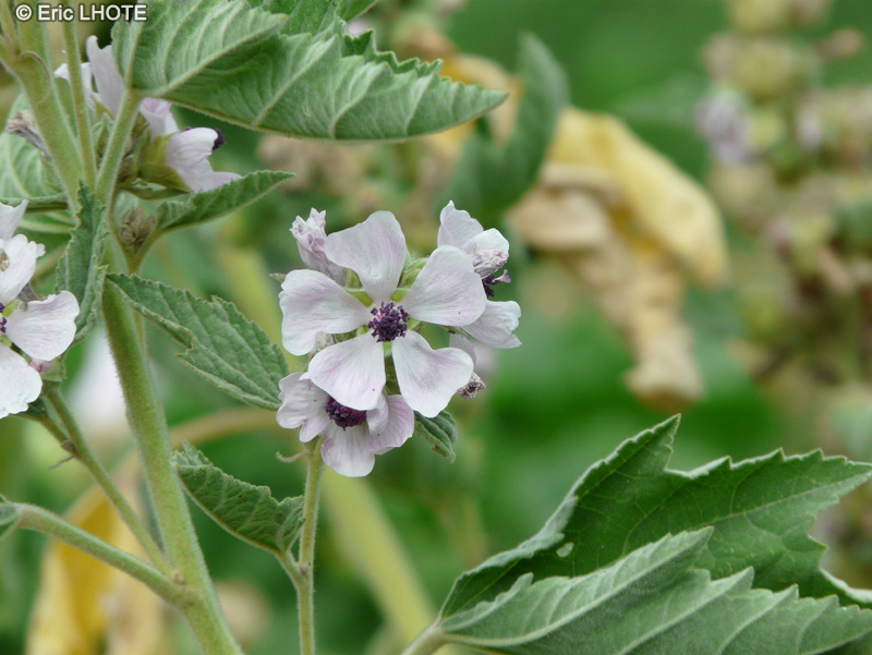  - Althaea officinalis - 