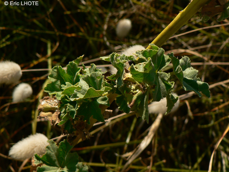  - Althaea officinalis - 