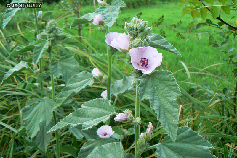 Malvaceae - Althaea officinalis - Guimauve, Guimauve officinale, Mauve blanche