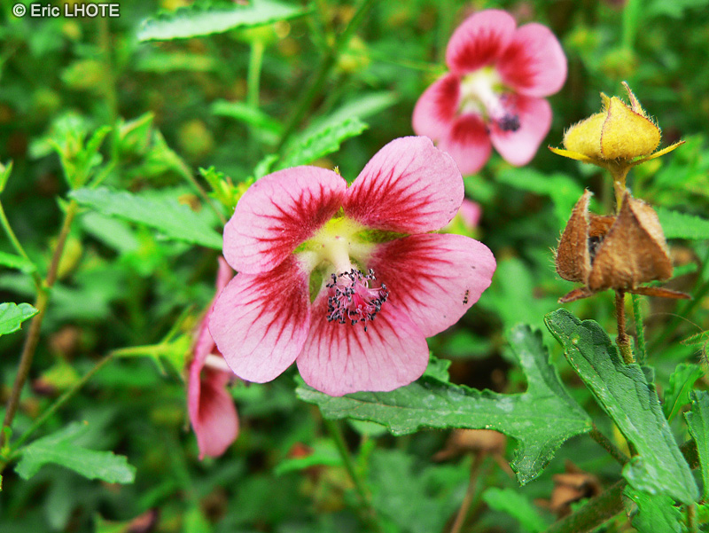  - Anisodontea capensis - 