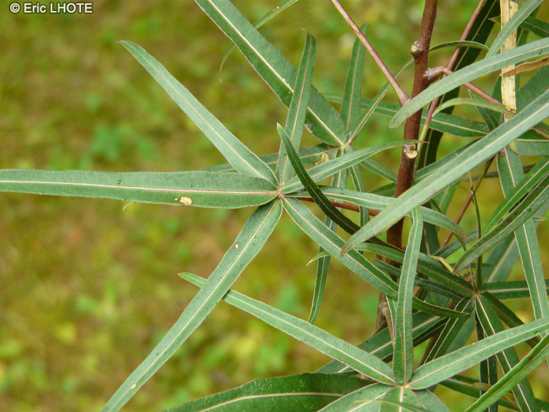  - Brachychiton rupestris - 