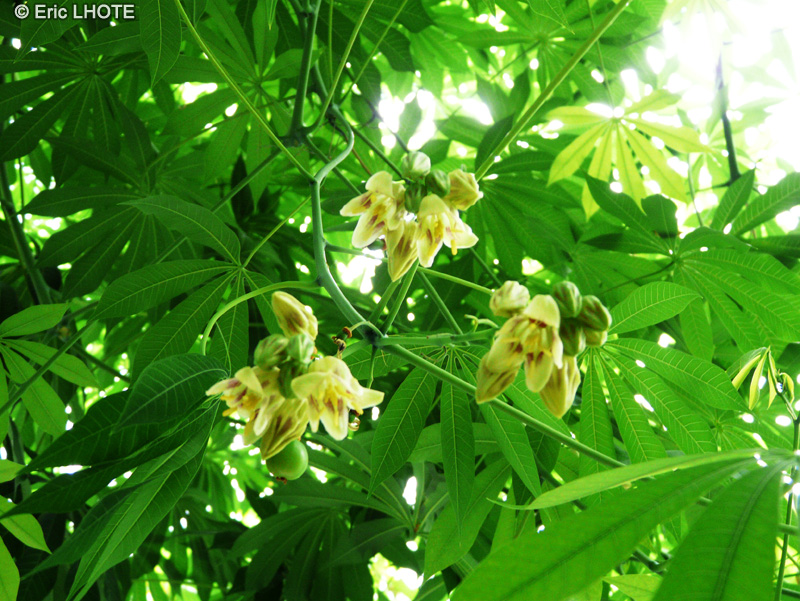  - Ceiba pentandra - 