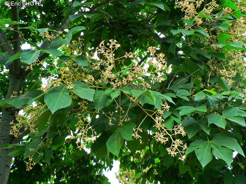  - Firmiana simplex - 