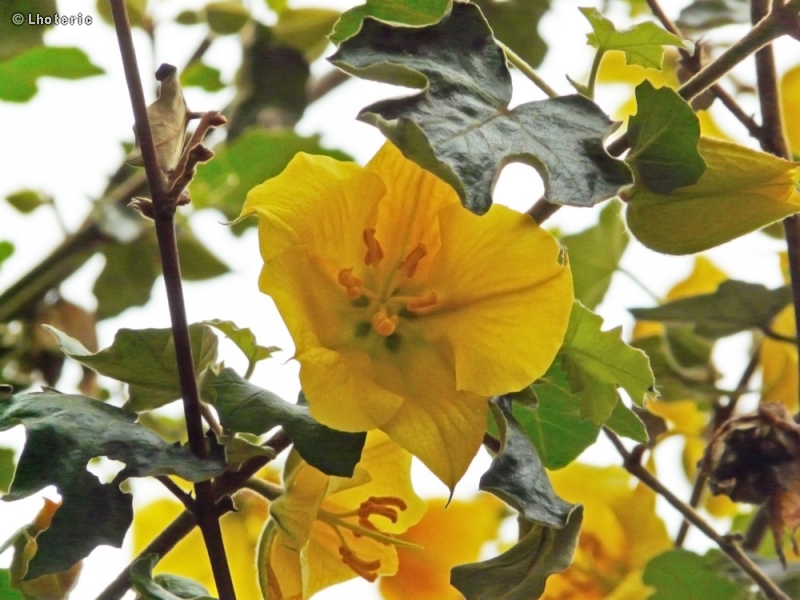  - Fremontodendron californicum - 