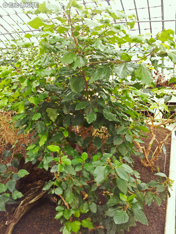 Malvaceae - Hibiscus arnottianus - Hibiscus